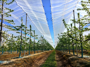 Bâche en PE <span class=keywords><strong>de</strong></span> haute qualité 60-300 g/m², imperméable et robuste, pour la couverture <span class=keywords><strong>de</strong></span> camions industriels et l'utilisation en extérieur - Product Image 6