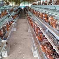 Vente en gros et au prix le plus bas Cage pour poulets de chair Cage pour poulets de chair Cages pour batterie pour volaille Poulet pondeuse
