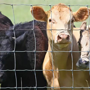 Giá Rẻ Nhà Máy Sản Xuất Mạ Kẽm Cố Định Hôn 844 Ft 5 Chân Gia Súc Paddock <span class=keywords><strong>Trellis</strong></span> Hàng Rào Chăn Nuôi Bảng Điều Khiển Bài Viết Cho Trang Trại - Product Image 2