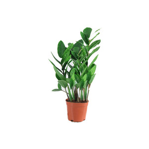 Albero della Fortuna in Vaso per Interni, Sempreverde per Quattro Stagioni, Facile da Curare, Grande e Piccolo - Product Image 5