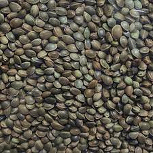 Semillas de Cáñamo de Primera Calidad, Sudáfrica, Global Export Consultancies (PTY) Ltd, Larga Vida Útil, Venta al Por Mayor a Granel para el Mercado Internacional - Product Image 1