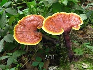 ผง30% โพลีแซคคาไรด์50% 40% ผงสกัดจากเห็ดหลินจือออร์แกนิกแท้100% บรรจุในถัง - Product Image 6