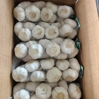 2025 Nieuwe Gewas Optimale Verse Knoflook Groothandelsprijs Import/Export Uit China Aljo Alho Ail Knoflook Leveranciers