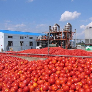 <span class=keywords><strong>Bio</strong></span> en conserve tomates en gros pâtisserie <span class=keywords><strong>sauce</strong></span> - Product Image 5