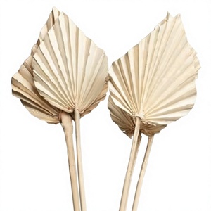 Abanico de Hoja de Palma Seca Natural Beige, Tallo de Flor Tropical Boho para Decoración del Hogar, Bodas y Manualidades - Product Image 1