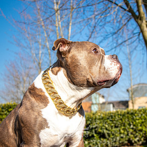 Accesorios para mascotas Cadena de eslabones cubanos chapada en oro de acero inoxidable sólido fuerte de 32mm Cadena de perro de diamante - Product Image 6