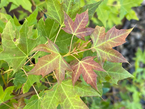 Toptan fiyat yüksek kalite doğal Acer Truncatum özü tozu - Product Image 6