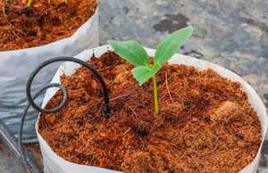 Disco de Fibra de Coco Natural - Biodegradable y Ecológico para Germinación de Semillas, Jardinería, Agricultura y Cultivo de Plantas - Product Image 1
