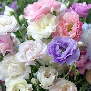 مزيج الألوان الأنيقة من Lisianthus Eustoma لحدائق الزهور المقطوعة والشرفات والأواني والحدود أزهار مختلطة نادرة - Product Image 6
