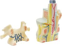 Modelo Médico de Columna Vertebral y Vértebras Yulin, Apto para Investigación Ortopédica, Enseñanza de Patología Espinal, Educativo, CE/ISO