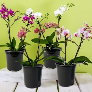 Macetas de Plástico para Flores P16, Contemporáneas para Hogar y Jardín, con Orificios de Drenaje, Moldeadas al Vacío - Product Image 5