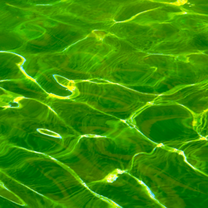 ถังเก็บน้ำฆ่าเชื้อโรคเกรดอาหารที่มีโปรตีนสูงผ่านการรับรองฮาลาลผงสาหร่ายสไปรูไลน่าสีฟ้าธรรมชาติ - Product Image 4