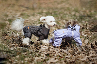 Vêtement de Pluie Imperméable pour Chien avec Harnais, Combinaison Intégrale 4 Pattes Réfléchissante pour Petits et Grands Chiens, Vente en Gros B2B