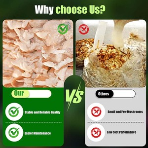 Büyük Otoklavlanabilir Torbalar 6 Mil Polipropilen Mantar Substrat Torbaları Nefes Alabilen 0.2 Mikron Filtre Yaması ile Mantar Yetiştirme Torbaları - Product Image 4