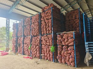 Ingrédient alimentaire de renommée mondiale sans pesticide et de qualité d'exportation pour l'<span class=keywords><strong>ail</strong></span> frais de nouvelle culture de qualité supérieure - Product Image 5