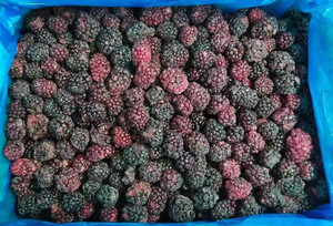 Mûres surgelées 100% matière première fraîche, mûres traitées par IQF pour vos délices culinaires - Product Image 4