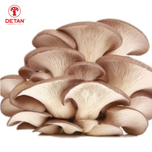 Harga Jamur Tiram Organik Segar Abu-abu Ekspor Cina - Product Image 1