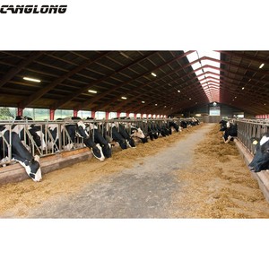 Cobertizo de vaca con estructura de acero ligero, fácil instalación - Product Image 3