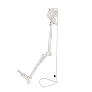 Modelo de articulación de cadera y <span class=keywords><strong>esqueleto</strong></span> de miembro <span class=keywords><strong>inferior</strong></span> <span class=keywords><strong>humano</strong></span> de tamaño real para enseñanza médica - Product Image 6