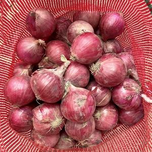 Exportador de Cebolla Blanca Fresca en China, Venta al por Mayor a Precio Económico, Exportación de <span class=keywords><strong>Verduras</strong></span> de Cebolla Fresca a la República Democrática <span class=keywords><strong>del</strong></span> Congo desde China - Product Image 5