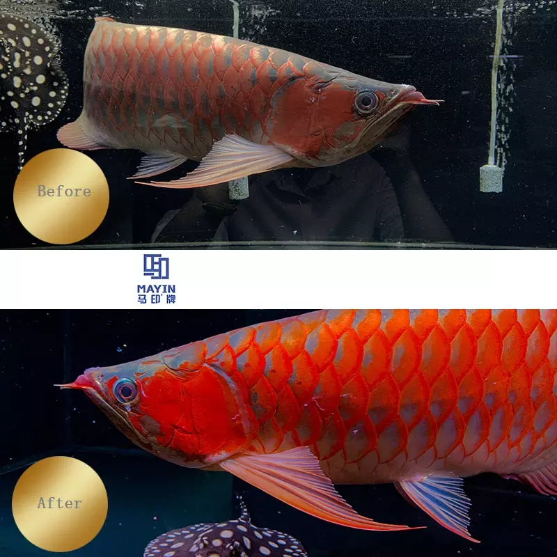 Mayin Brand Red Arowana Brightening Lamp - Magic Light