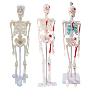 Modèle squelettique personnalisé de 45 cm pour l'enseignement médical : collection d'anatomie de la colonne vertébrale, de la bassine, des membres, des mains et des pieds - Product Image 5