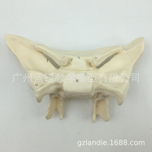 Modelo de ampliación de hueso esfenoidal, modelo de hueso esfenoidal humano, modelo didáctico de hueso esfenoidal con ampliación 3x, hueso esfenoidal - Product Image 4