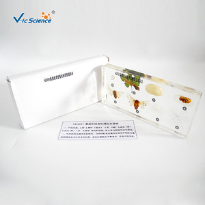 Bloque <span class=keywords><strong>de</strong></span> Resina PET Transparente para el Estudio <span class=keywords><strong>de</strong></span> <span class=keywords><strong>la</strong></span> <span class=keywords><strong>Historia</strong></span> Vida del Gusanillo <span class=keywords><strong>de</strong></span> Seda, Bloque <span class=keywords><strong>de</strong></span> Insectos para <span class=keywords><strong>Enseñanza</strong></span>, Modelo Científico Vic - Product Image 1