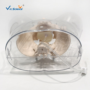 Modèle de cathéter masculin transparent VIC408E, outil pédagogique pour l'éducation sexuelle - Product Image 3