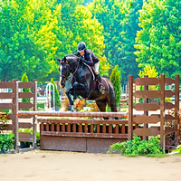 Produits pour chevaux clôture de saut parcours d'obstacles extérieur spectacle équestre professionnel saut d'obstacles