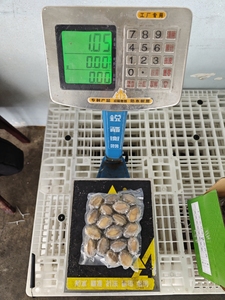 <span class=keywords><strong>หอย</strong></span>เป๋าฮื้อ<span class=keywords><strong>ลวก</strong></span>แช่แข็ง - Product Image 2