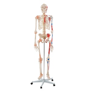 CBM-001B 180cm Menschliches Skelett, Anatomisches Lehrmodell mit Farbiger Muskelbemalung und Bändern - Product Image 1