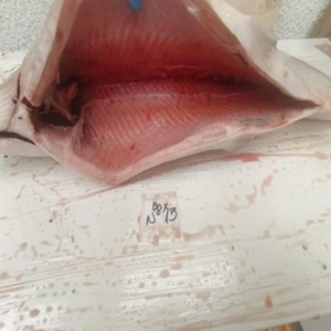 <span class=keywords><strong>Salmone</strong></span> dell'Atlantico Congelato HG - Product Image 5