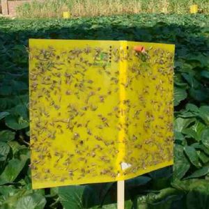 Plástico amarillo pegajoso trampa mosca pegamento tablero al aire libre trampa <span class=keywords><strong>para</strong></span> <span class=keywords><strong>moscas</strong></span> catcher Venta caliente de China - Product Image 5
