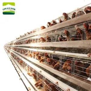 עוף משק בית עיצוב ציוד מלא עבור 10,000 תרנגולות מטילות שכבה עוף כלוב תרנגולות מטילות סוללה כלוב מערכת