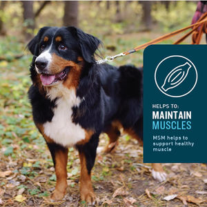 גלוקוזמין וקונדרואיטין לתמיכת ירך ומפרקים בריאות מעי וגוף שמן דגים תוספי תזונה לכלבים - Product Image 6