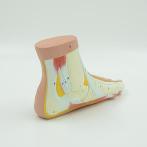 Modèle anatomique de pied plat humain-Aide à l'enseignement et à la recherche médicale - Product Image 6