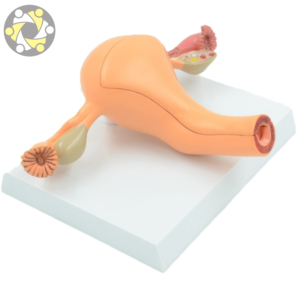 Modèle d'utérus et d'ovaires féminins à prix d'usine, modèle d'enseignement scientifique médical avec vagin et utérus en plastique de qualité médicale - Product Image 2