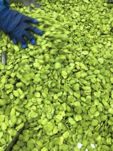 Haricots verts surgelés IQF avec peau, taille petite, pour la restauration <span class=keywords><strong>et</strong></span> la vente en gros - Product Image 2