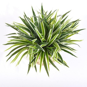 <strong>Artificial</strong> <strong>Spider</strong> <strong>Plant</strong> Greenery Realistic Chlorophytum <strong>Plants</strong> Indoor Home Shelf Office Decoration Faux Curly <strong>Spider</strong> <strong>Plants</strong> - Product Image 1