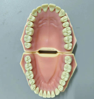 Simulador de Cabeza de Maniquí Dental con 28 Dientes Removibles, Construcción de Metal y Plástico para Entrenamiento y Educación de Estudiantes de Odontología
