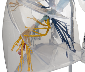الطبية sucience الإنسان شفافة الرئة نموذج تشريح broncopulmonary قطاعات نموذج لل مستشفى - Product Image 5