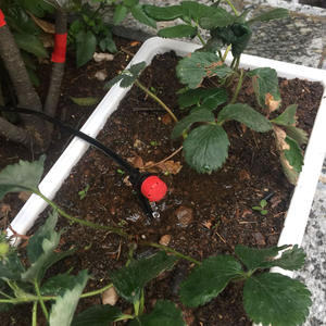 Goutteur d'irrigation goutte à goutte 8 trous à débit réglable, rouge, bleu, violet, vert, connexion filetée en plastique pour micro-asperseur de jardin - Product Image 4