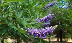 Органический бесплатный образец оптом поставщик Nepeta Cataria порошок - Product Image 4