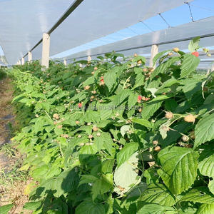 Film tissé en PE résistant aux UV et aux pluies acides / Toile transparente anti-goutte / anti-buée pour vergers de cerisiers, serres / - Product Image 5