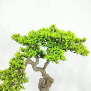 การจัดสวน & การจัดสวน & ตกแต่งบ้านหรือ<span class=keywords><strong>โรงแรม</strong></span> สํานักงาน ไม้สนไซเพรสกริฟ 180*280 ซม - Product Image 6