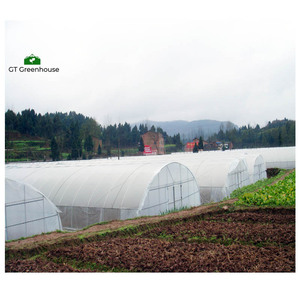 <span class=keywords><strong>Serre</strong></span> tunnel en plastique UV à simple portée de 8 m <span class=keywords><strong>x</strong></span> 40 m, 200 microns, pour les légumes - Product Image 5