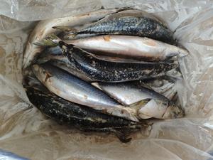 حبار مجمد من جنوب المحيط الهادئ 500-700 جرام كامل الحجم بمعايير تجارية - Product Image 3