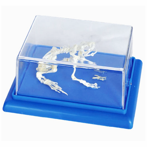 Modelo <span class=keywords><strong>de</strong></span> Hueso Natural Gelsonlab HSBM-428, Modelo <span class=keywords><strong>de</strong></span> <span class=keywords><strong>Esqueleto</strong></span> <span class=keywords><strong>de</strong></span> <span class=keywords><strong>Sapo</strong></span> y Rana para Ciencias Médicas - Product Image 4