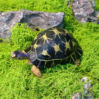 Figura de Tortuga de Simulación, Juguete Educativo de Animales para Niños, Tortuga Terrestre Realista, Tortuga Marina, Modelo de Tortuga Estrella, Juguete Cognitivo